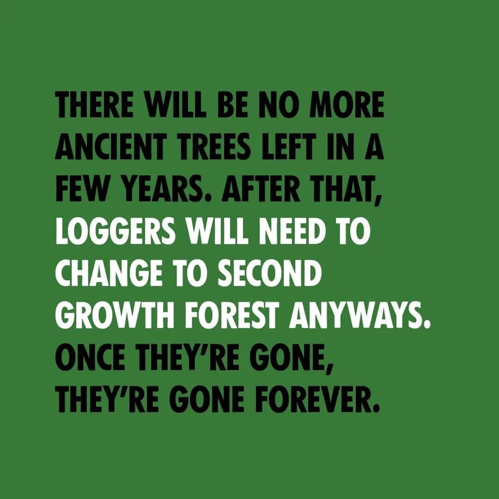 There will be no more ancient trees